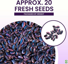 Heirloom Scarlet Runner Beans Seeds - 20 Large Bean Seeds Non GMO