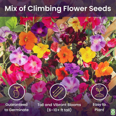 Climbing Vines Seeds, Colorful Mixture | Morning Blooming Vine