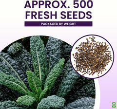 Black Magic Dinosaur Kale Seeds - 2 Feet Long Leaves - Approximately 500 Seeds