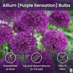 Allium Bulbs for Planting - 5 Large Bulbs - Purple Sensation Plant 30"