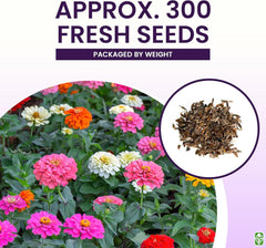 Mixed Zinnia Seeds for Planting Outdoors - 300 Fresh Seeds