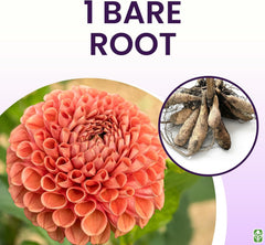 Cornel Bronze Dahlia - 5 Gallon Size Bare Root Tuber - Rich Bronze Blooms