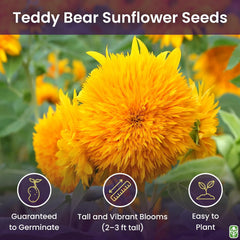 Teddy Bear Sunflower Seeds 30+ Giant, Fluffy Blooms Heirloom Flower Seeds