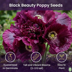 Black Beauty Poppy Seeds for Planting - 300 Fresh Flower Seeds