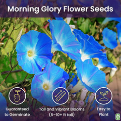 Morning Glory Seeds for Planting - 250 Fresh Seeds