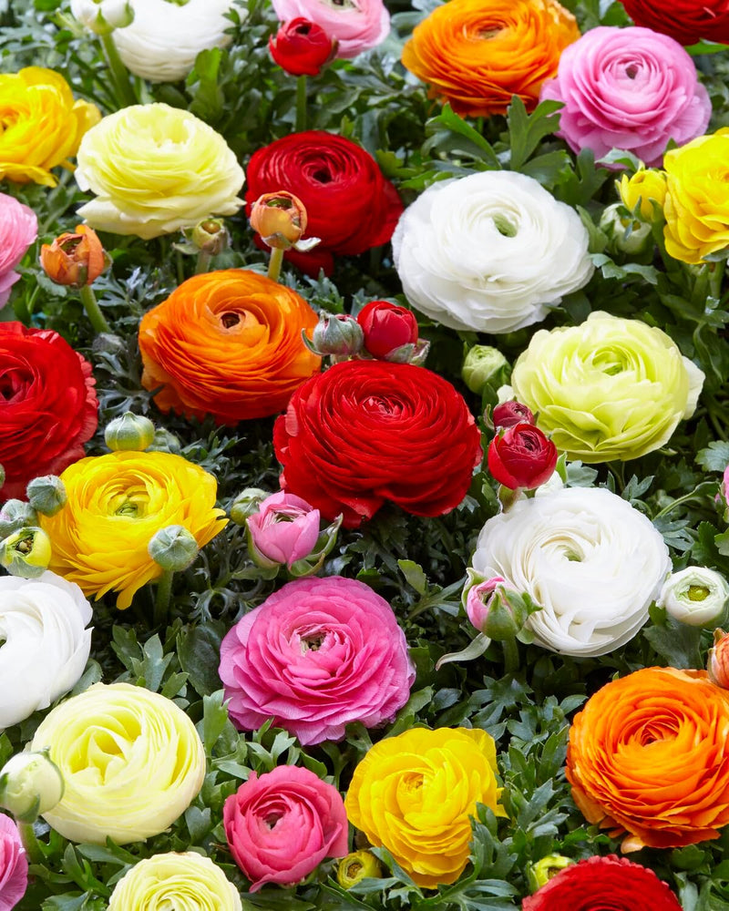 Mixed Peony Ranunculus Bulbs - 12 Large Size Corms
