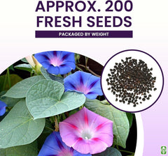 Mixed Morning Glory Seeds for Planting – Blue, Purple, White, and Rose