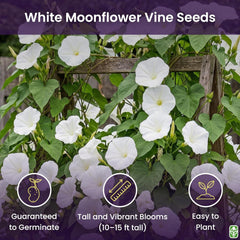 White Moonflower Vine Seeds - Climbing Vine Up to 15 Feet - Fragrant