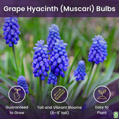 Grape Hyacinth Bulbs - 15 Muscari Armeniacum Bulbs - Grows 6-8" Tall