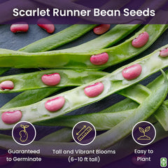 Heirloom Scarlet Runner Beans Seeds - 20 Large Bean Seeds Non GMO