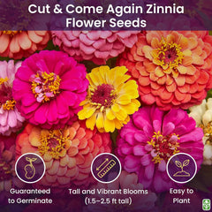 Mixed Zinnia Seeds for Planting Outdoors - 300 Fresh Seeds