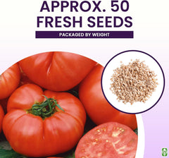 Pink Ponderosa Heirloom Tomato Seeds - Large Tomato