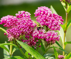 Pink Swamp Milkweed Seeds to Help Save The Monarch Butterflies