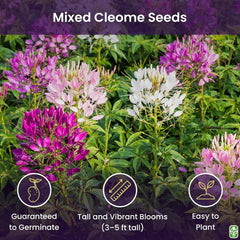 Mixed Cleome - Spider Plants - Nectar Flower - Large Paclage - 5000 Seeds