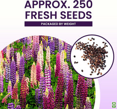 Russell Lupine Seeds Perennial - Grows 40" Tall - Perennial Wildflowers