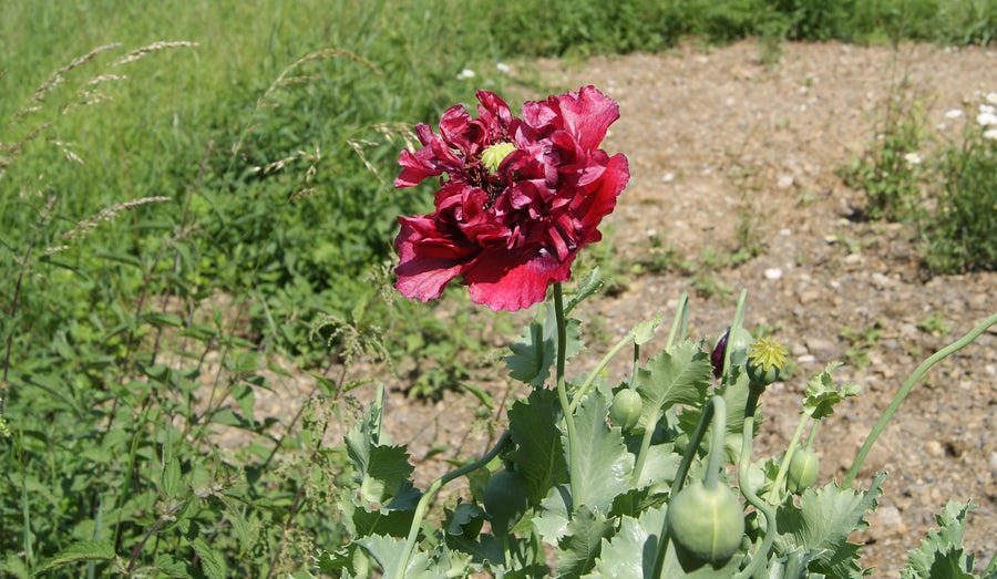 Black Beauty Poppy