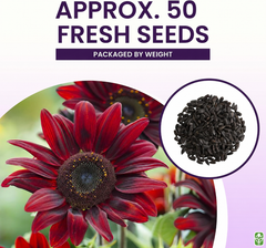 Chocolate Cherry Sunflower Seeds to Plant - Heirloom & Non-GMO - Package 50