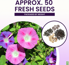 Climbing Vines Seeds, Colorful Mixture | Morning Blooming Vine
