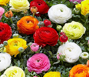 Mixed Peony Ranunculus Bulbs