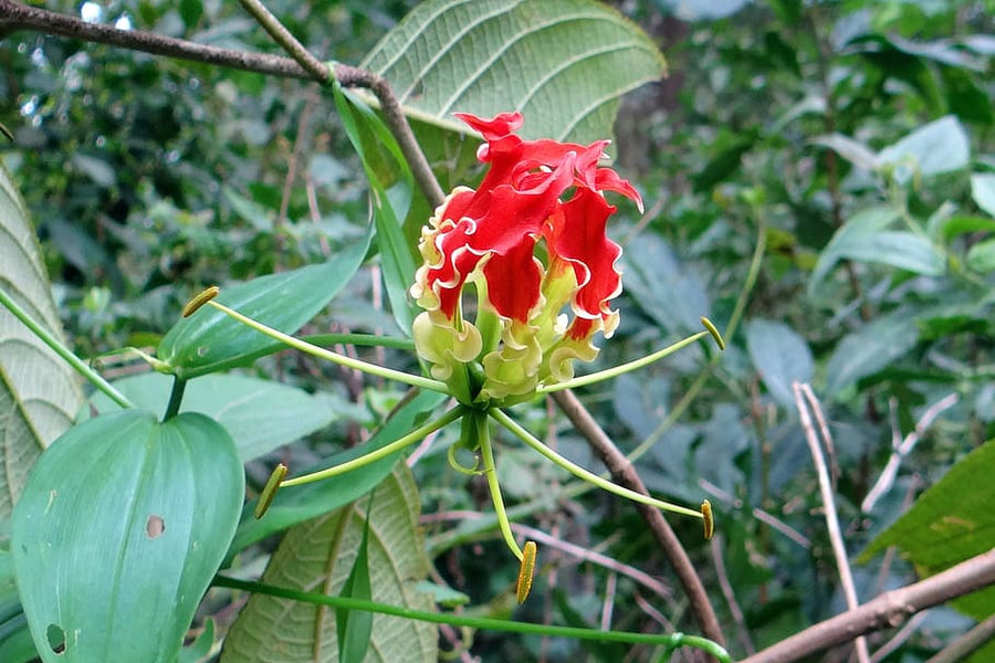 Gloriosa Climbing Lily