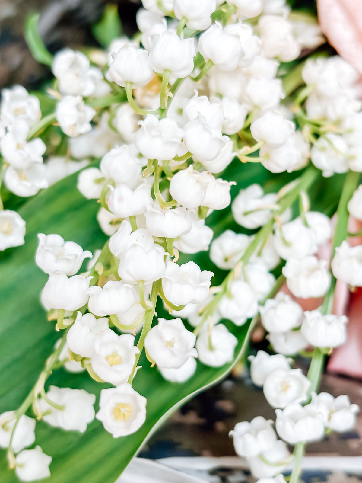 Lily of the Valley