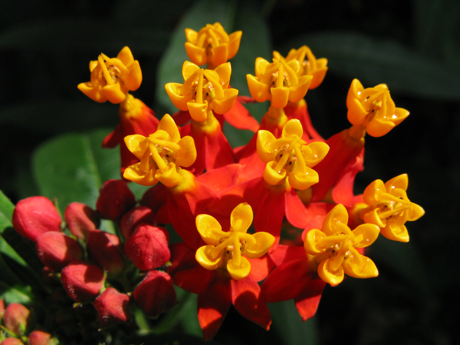 Tropical / Blood Flower Milkweed