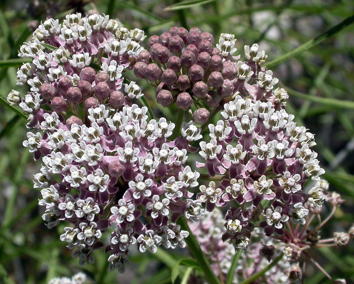 Narrowleaf / Mexican Whorled Milkweed