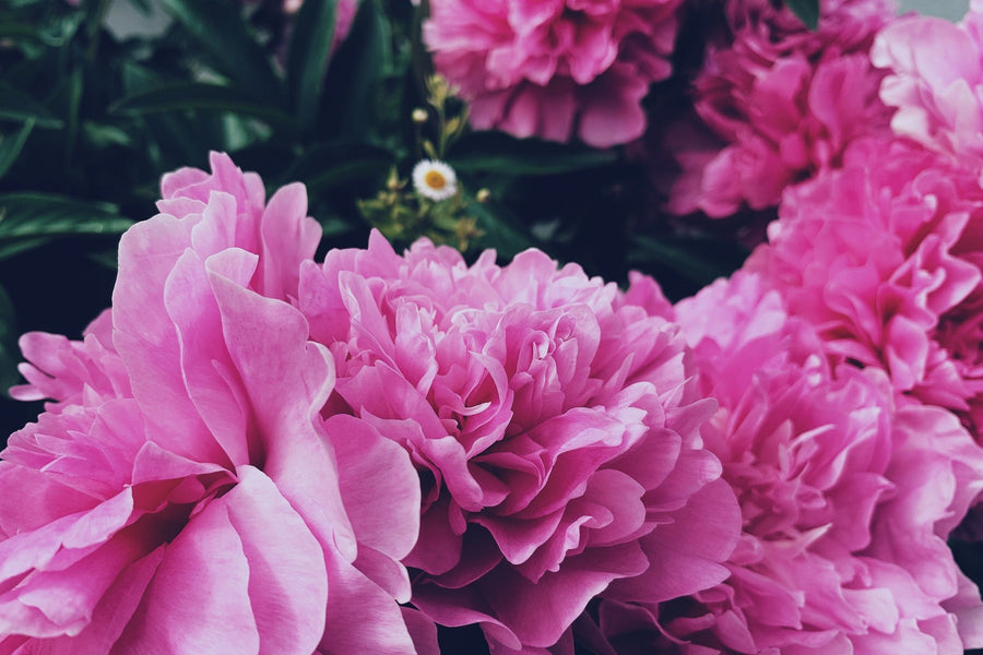 Peony