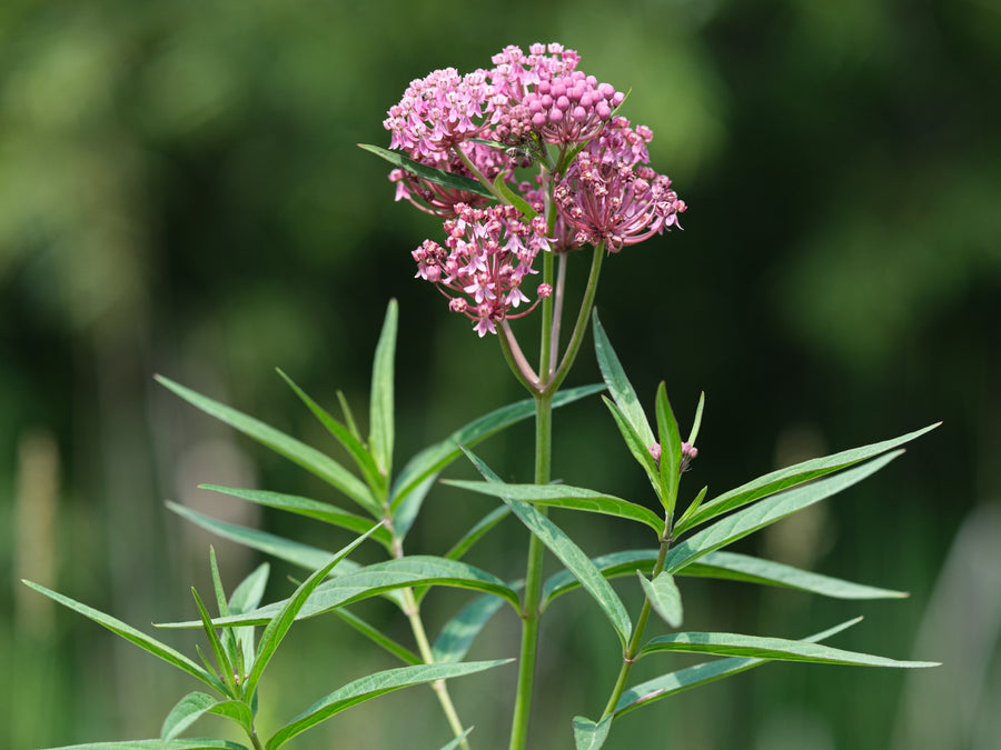 Pink Swamp Milkweed