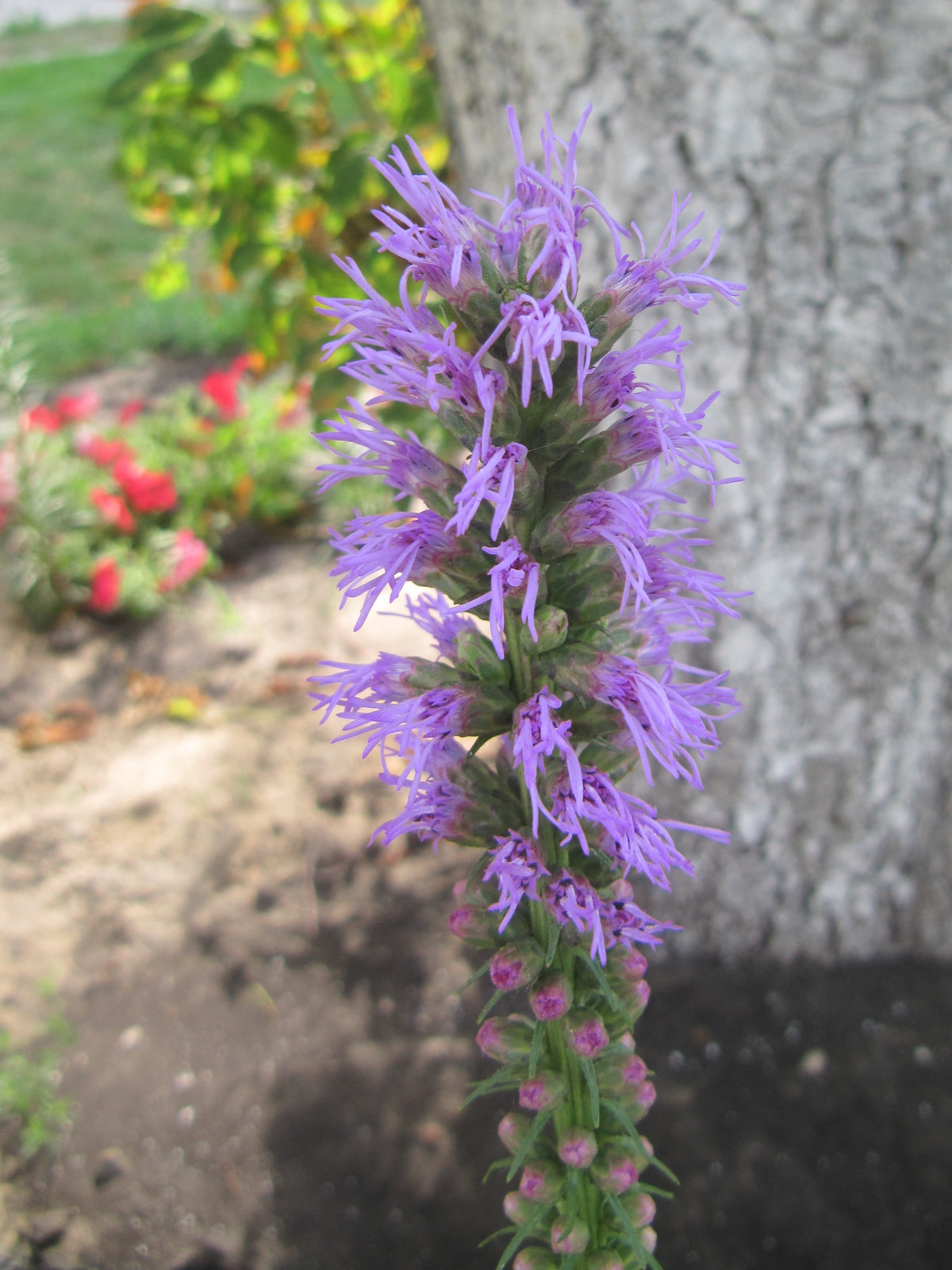 Purple Blazing Star (Liatris)