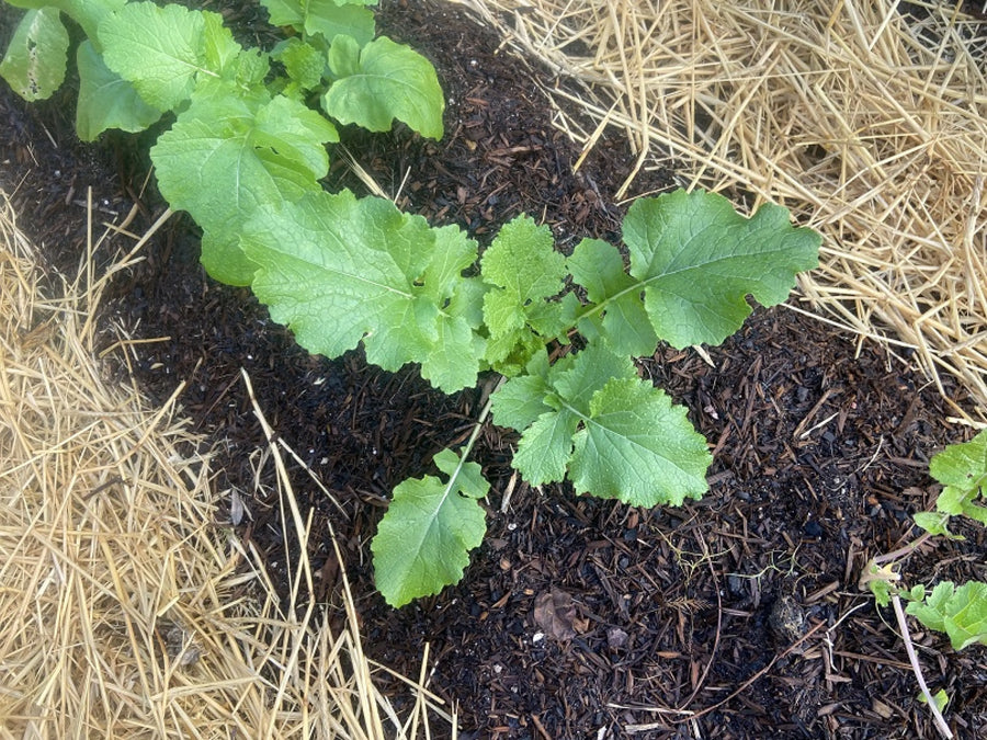 Seven Top Turnip Greens