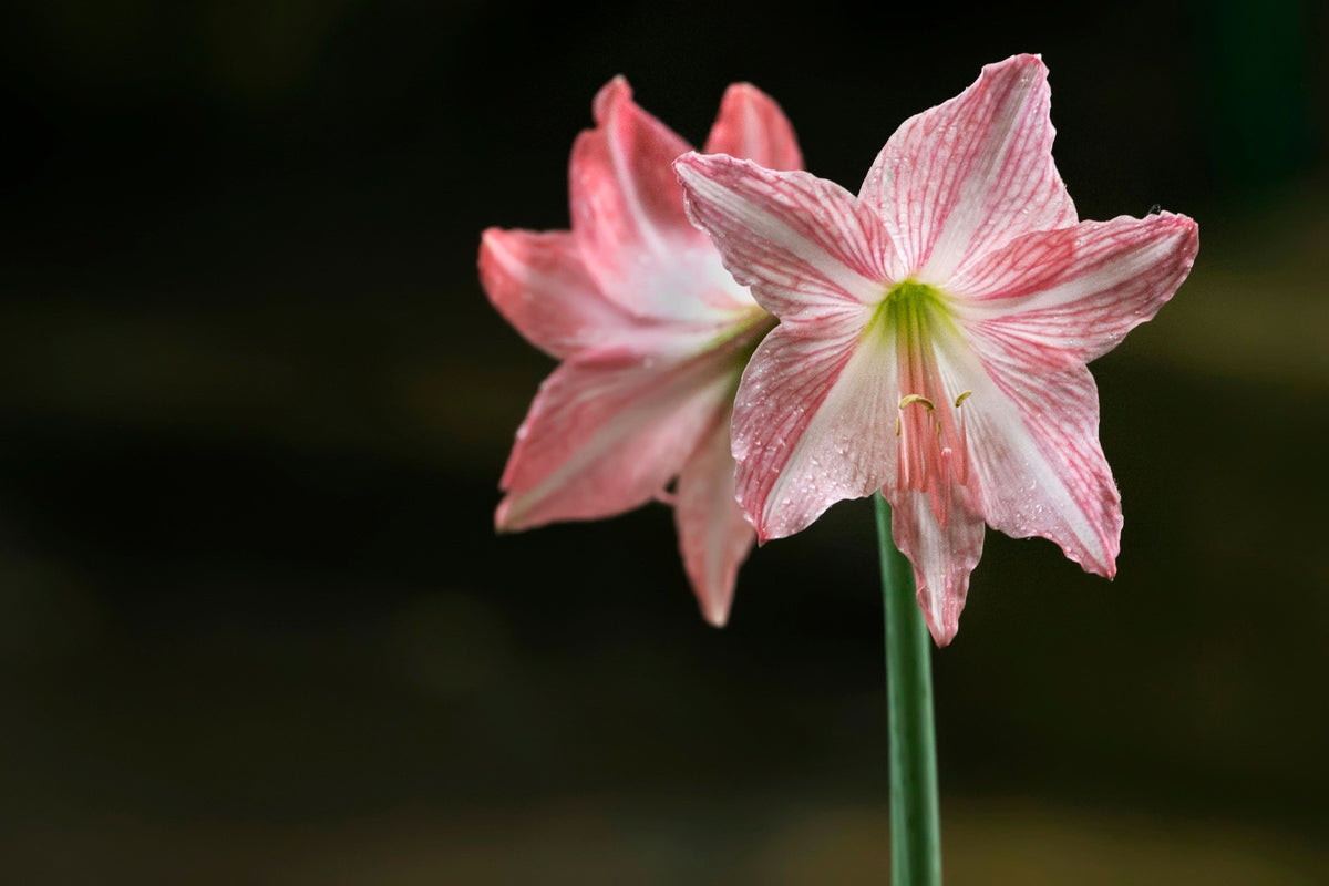 Belladonna Amaryllis