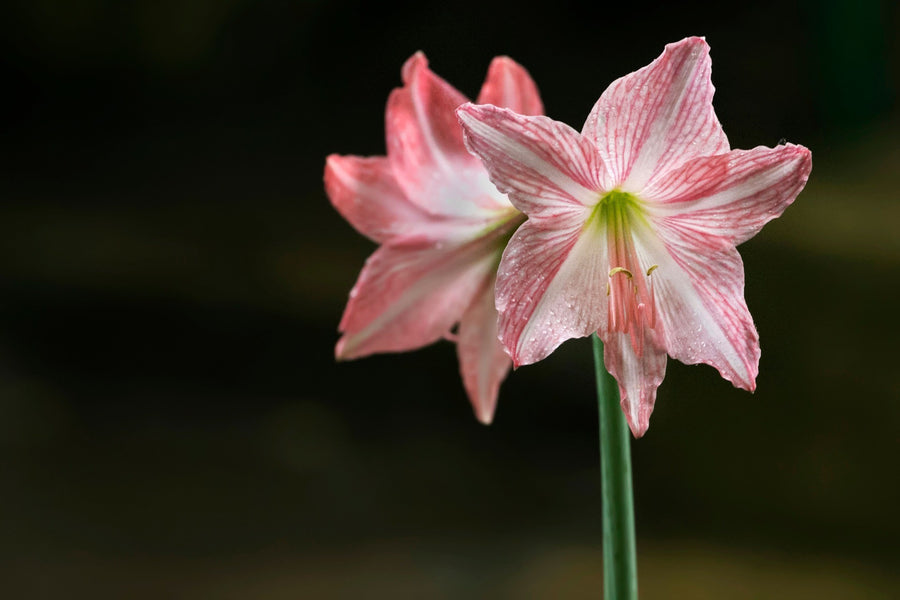 Belladonna Amaryllis