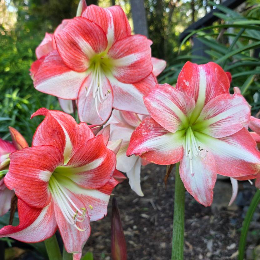 Amaryllis