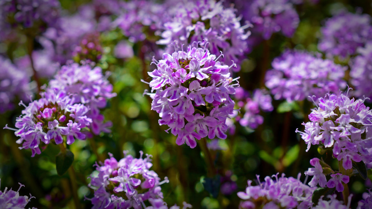 Creeping Thyme