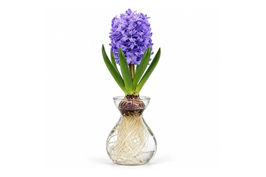 Hyacinth in Glass Forcing Vase