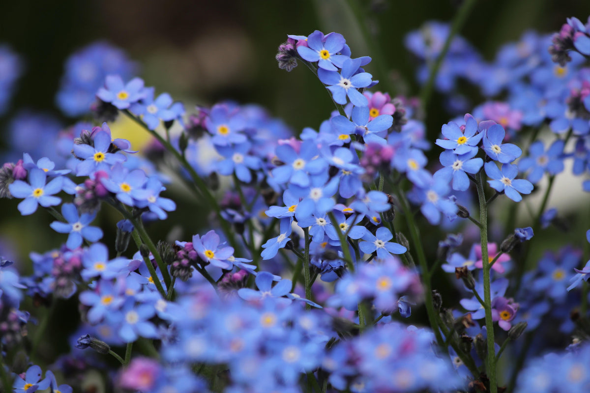 Forget-Me-Not