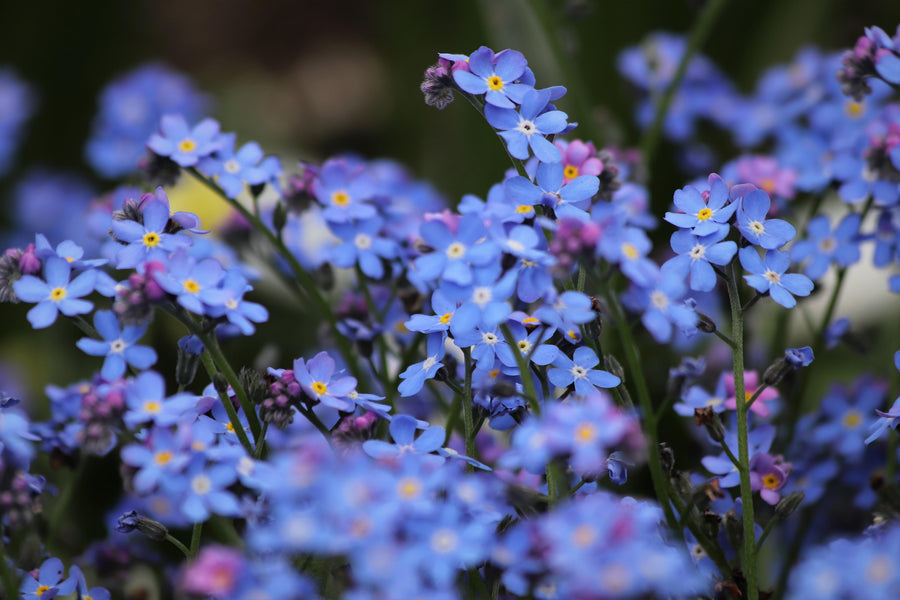Forget-Me-Not