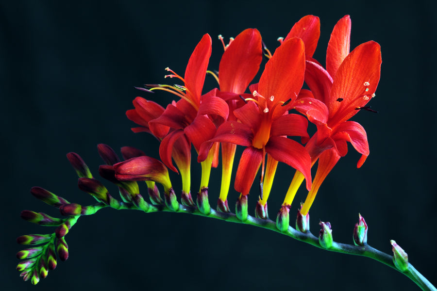 Lucifer Crocosmia