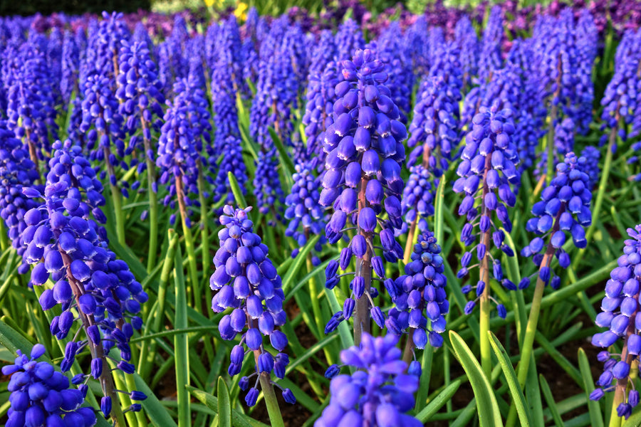 Grape Hyacinth
