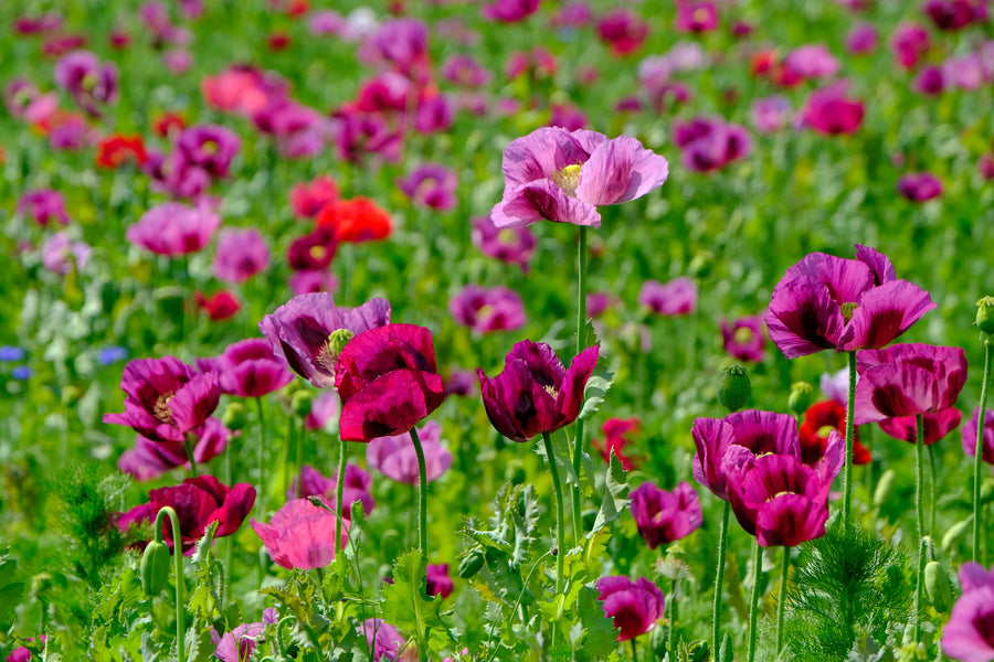 Purple Grape Poppy