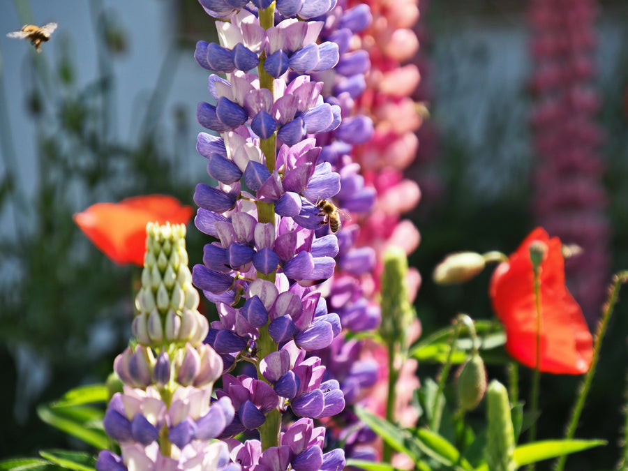 Russell Lupine