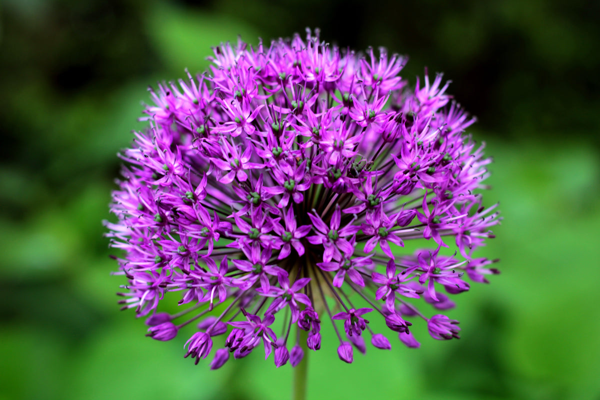 Purple Sensation