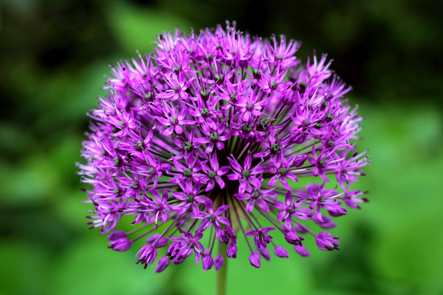 Purple Sensation