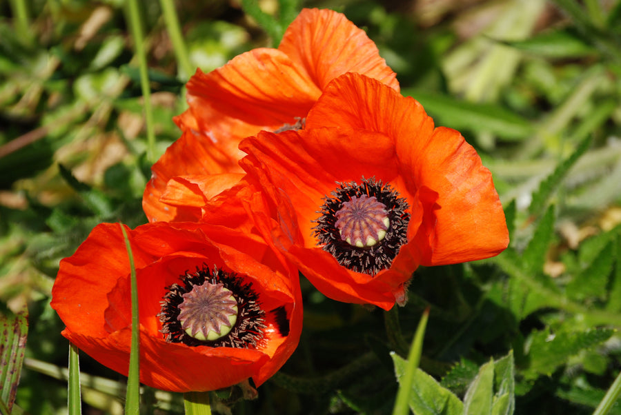 Red Flanders Poppy