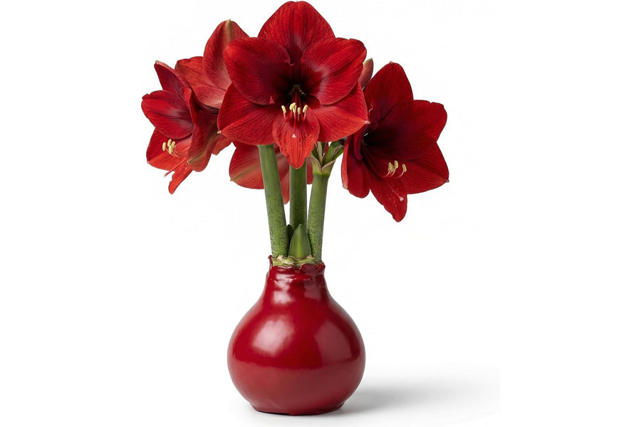 Waxed Amaryllis
